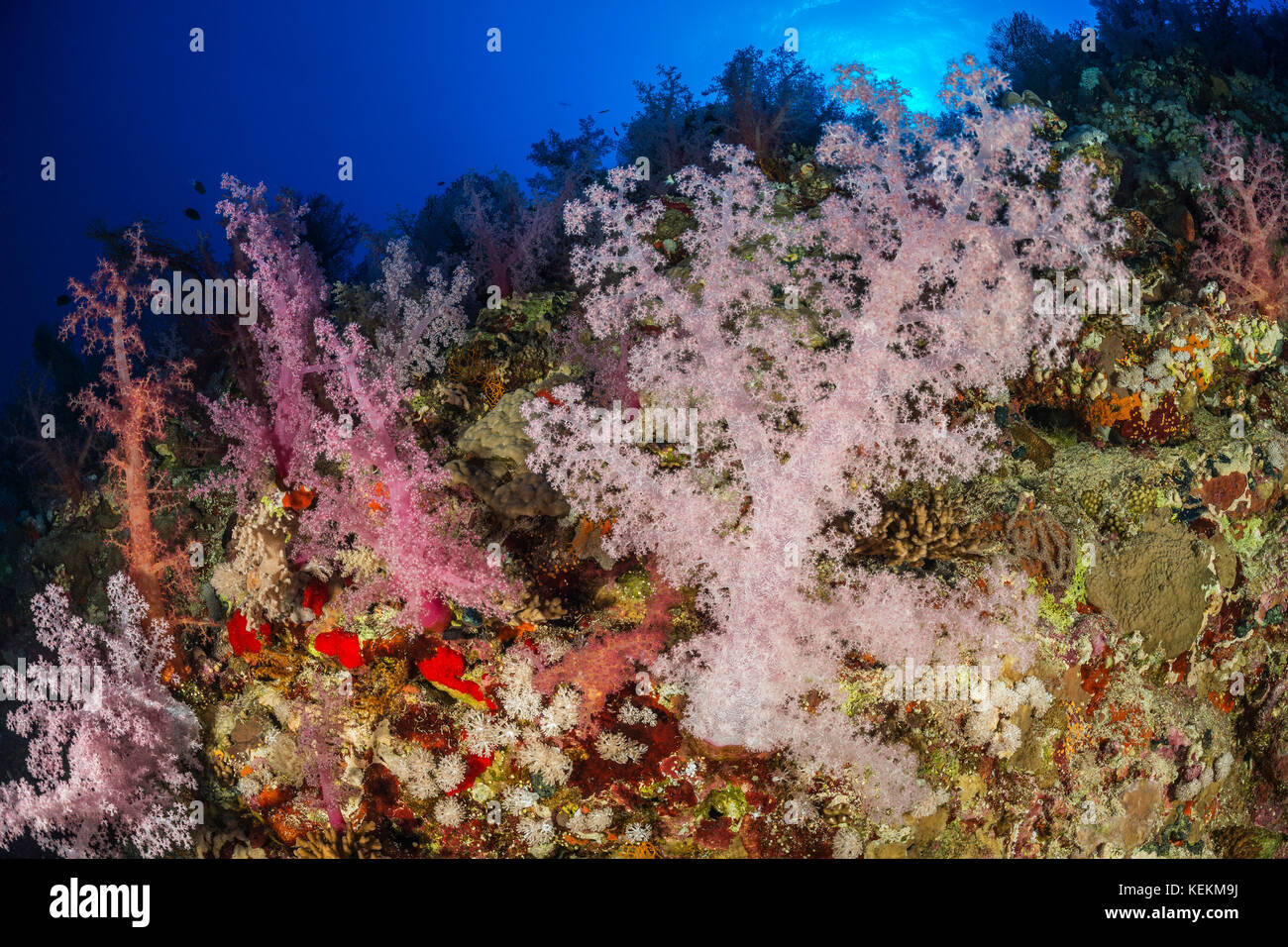 Colored Soft Coral, Dendronephthya klunzingeri, Elphinstone Reef, Red Sea, Egypt Stock Photo