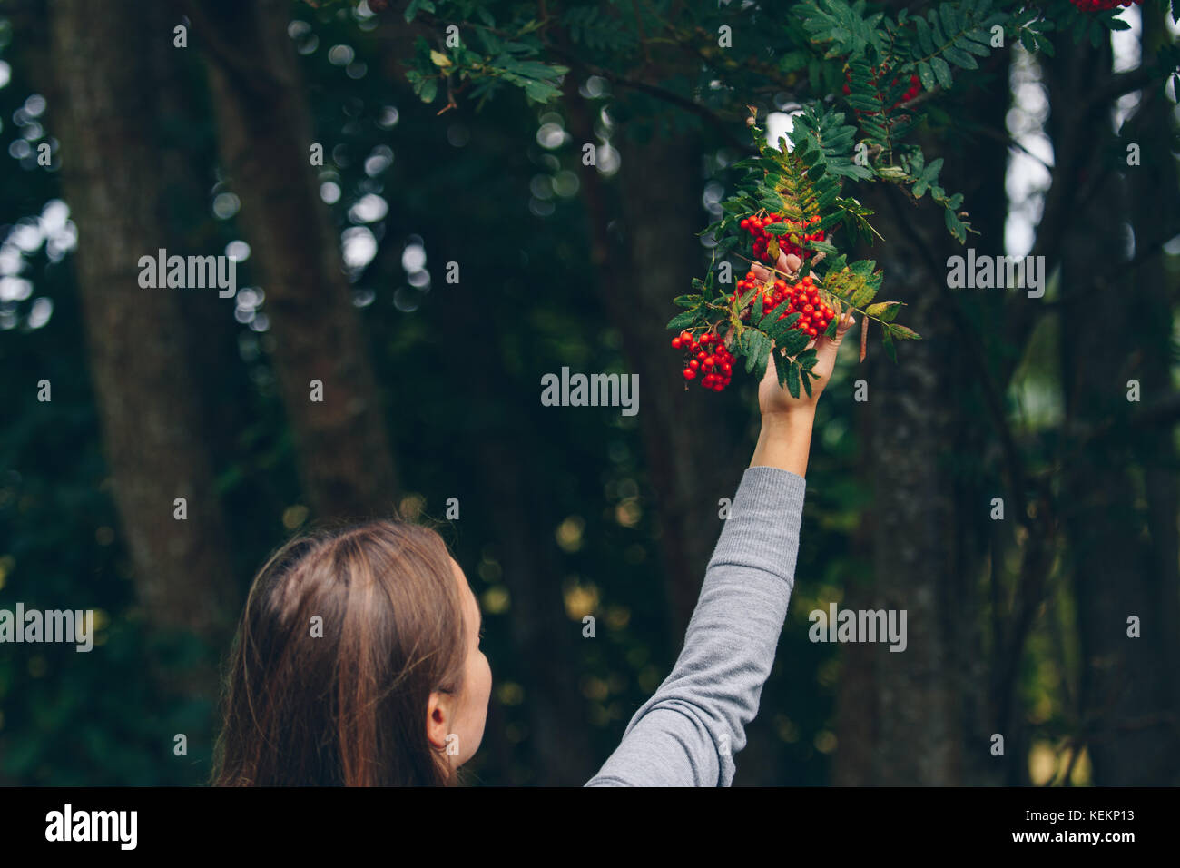 Woman foraging for rowan-berries Stock Photo