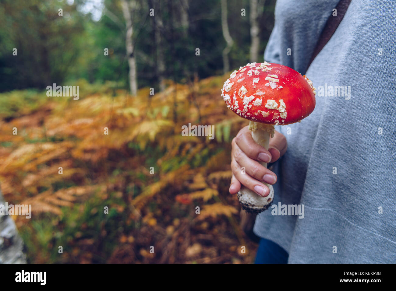 Picking mushrooms hires stock photography and images Alamy