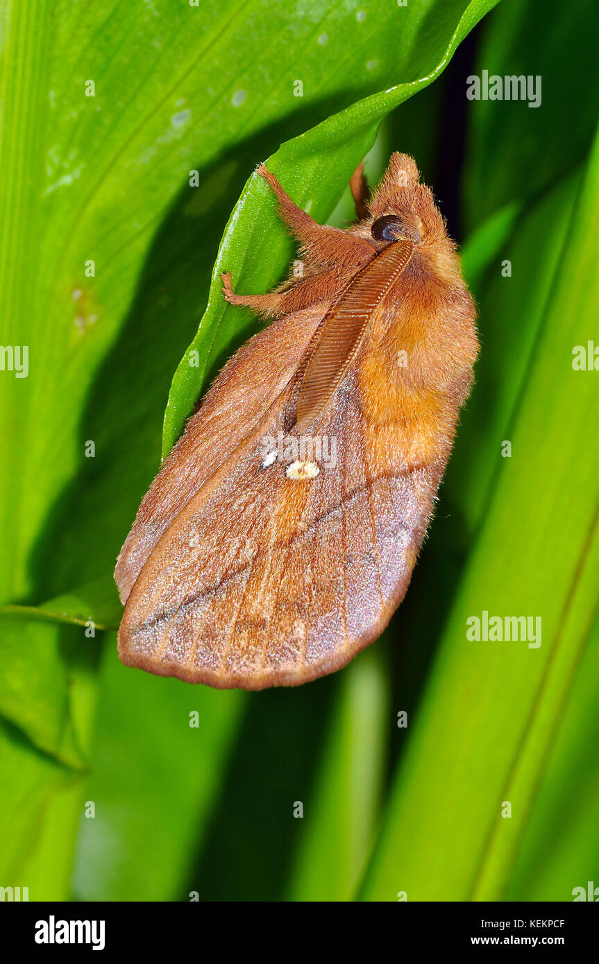 Drinker moth female, Euthrix potatoria Stock Photo