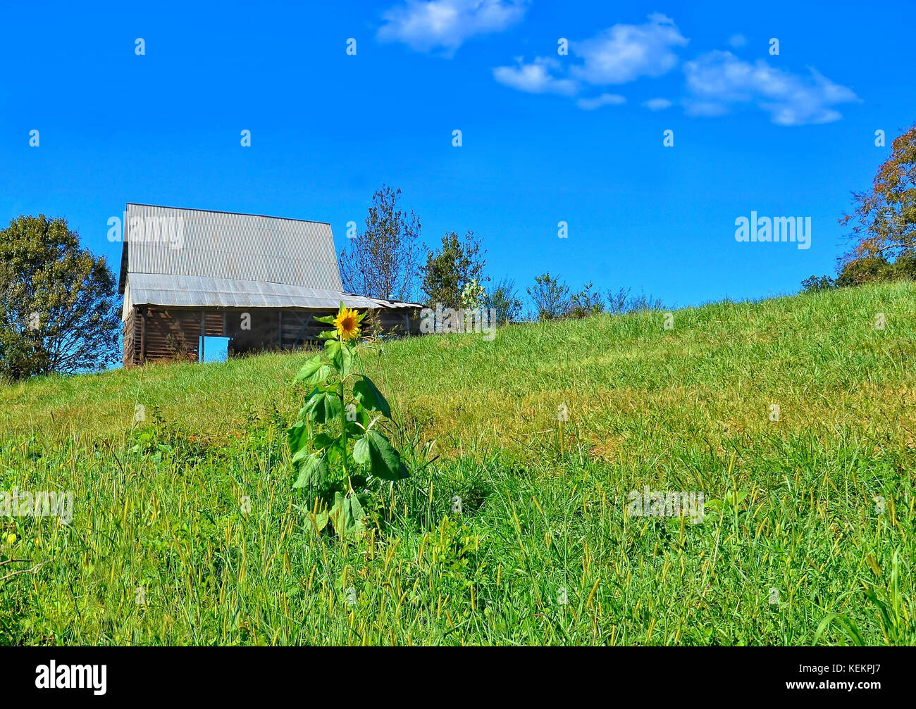Old Barn and Sunflower Stock Photo