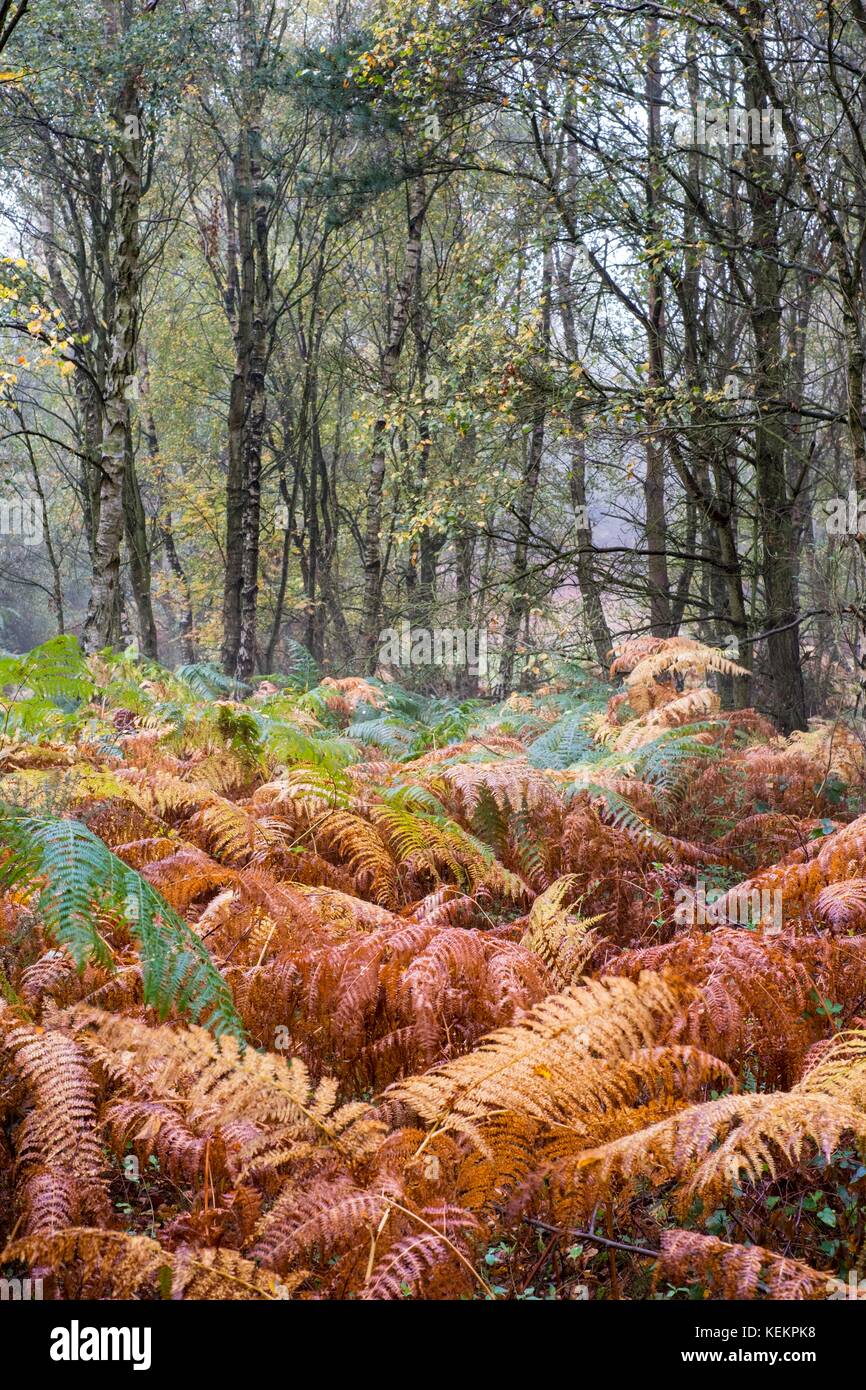 Birch woodland with Bracken understorey. Stock Photo