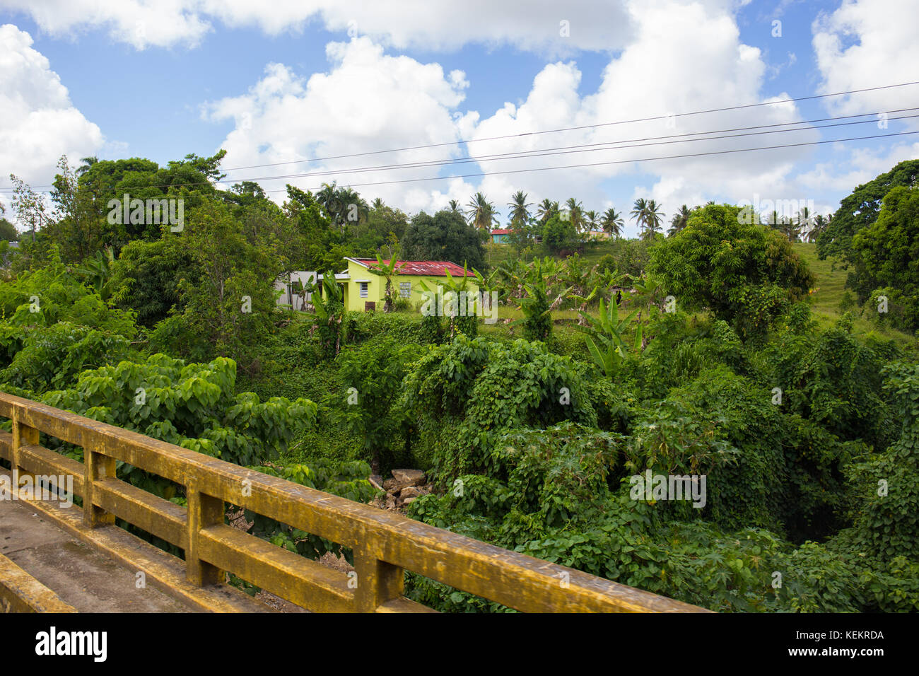 Dominica Republic Punta Cana Greenery Stock Photo