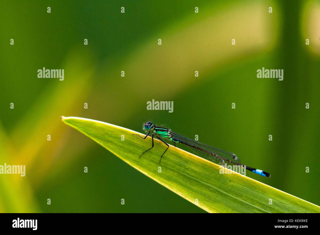 A blue-tailed damselfly perched on a reed over a pond Stock Photo