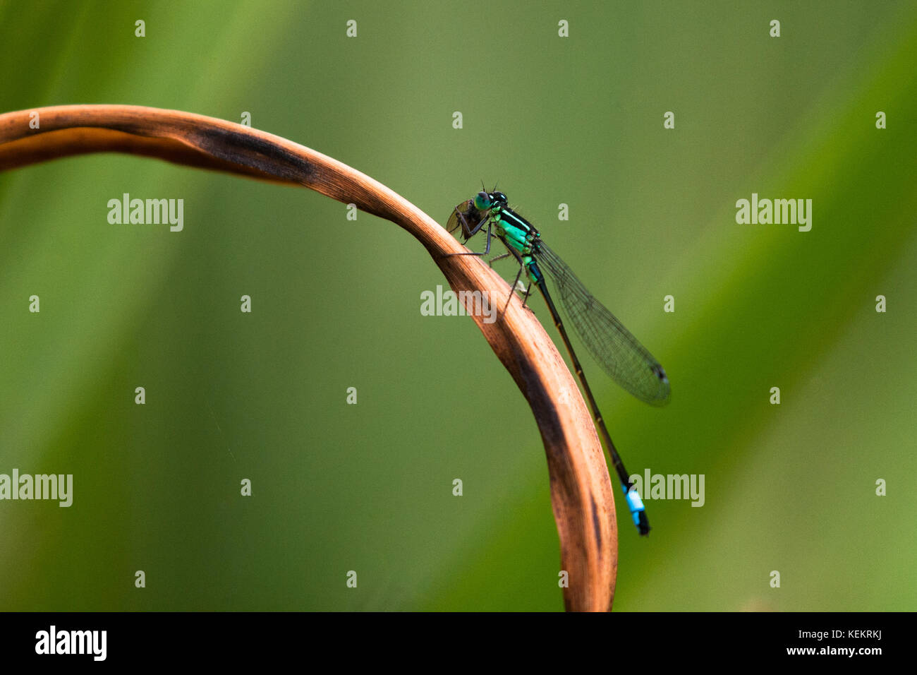 A blue-tailed damselfly perched on a dried reed over a pond, eating a fly. Stock Photo