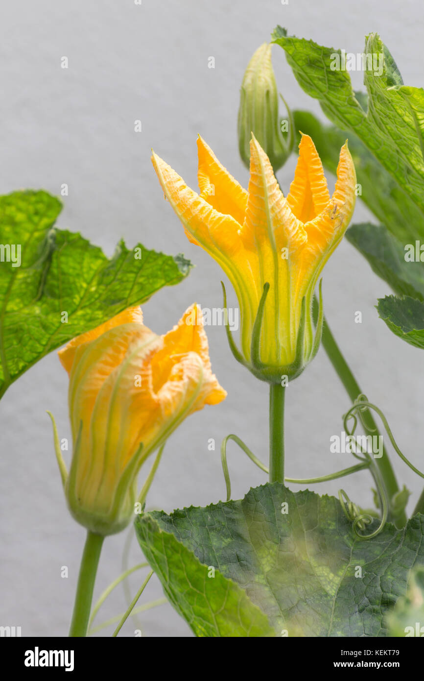 pumpkin flowers are growing in organic vegetable garden Stock Photo Alamy