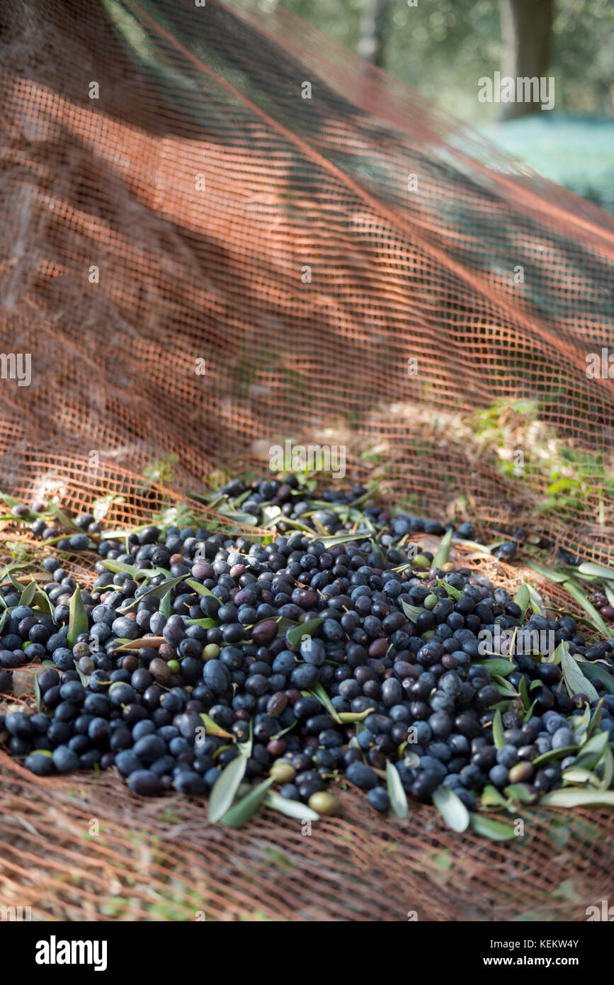 Olive harvest - olives in catching net Stock Photo