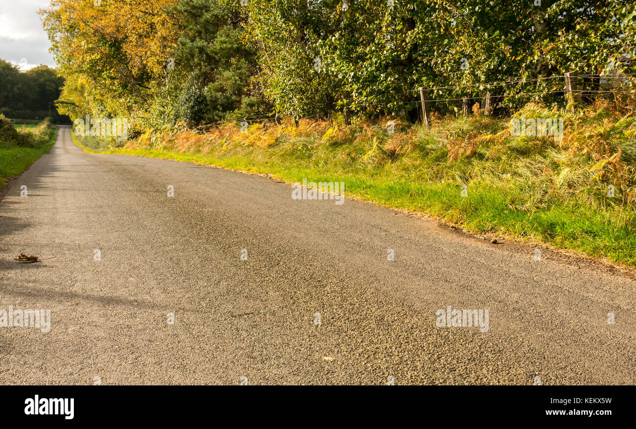 Long straight empty country road lined with Autumn colour trees in sunny weather, East Lothian, Scotland, United Kingdom Stock Photo