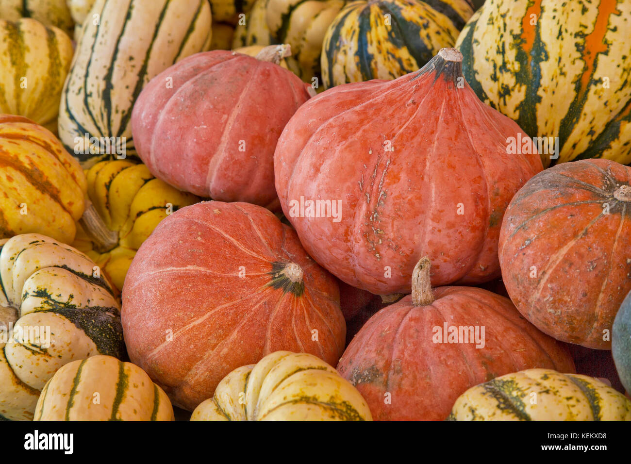 Fresh harvested Winter squash , Gold Nugget, Delicata, Sweet Dumpling & Carnival. Stock Photo