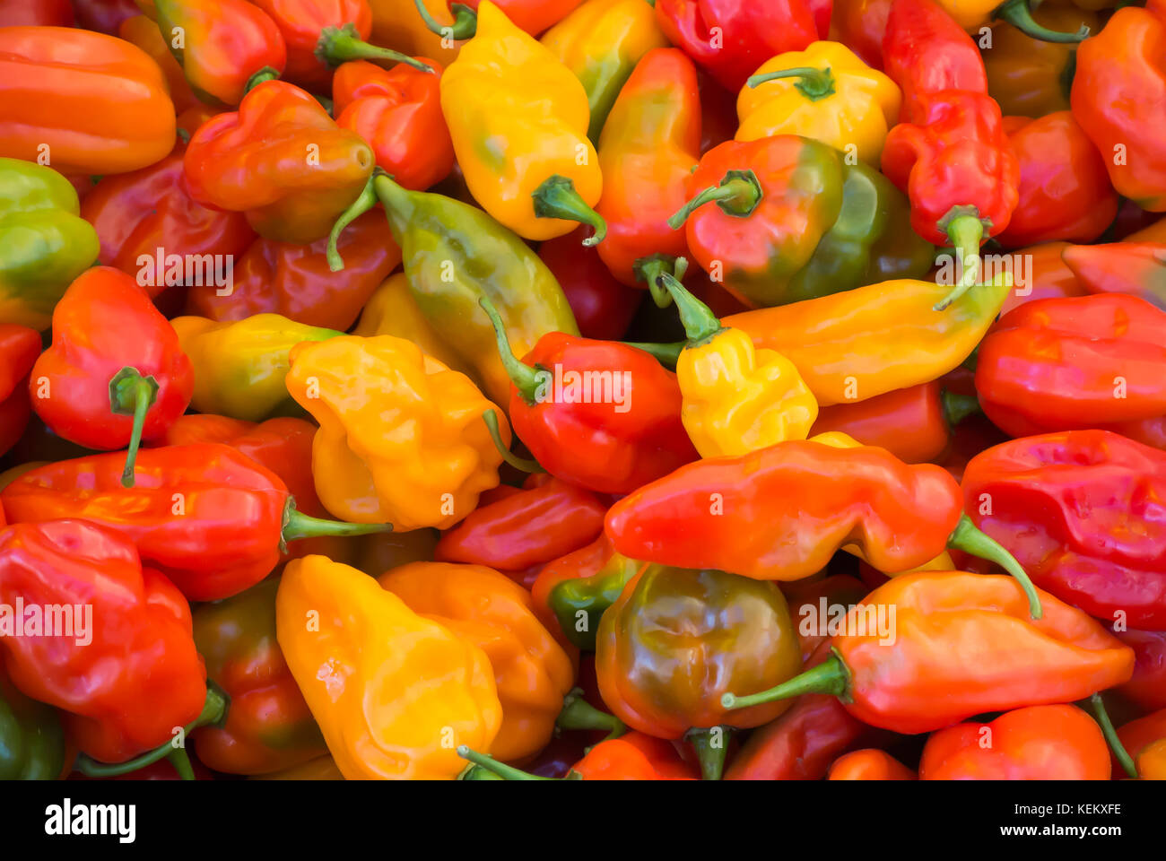 Close Up - Sweet Habanero Peppers Stock Photo
