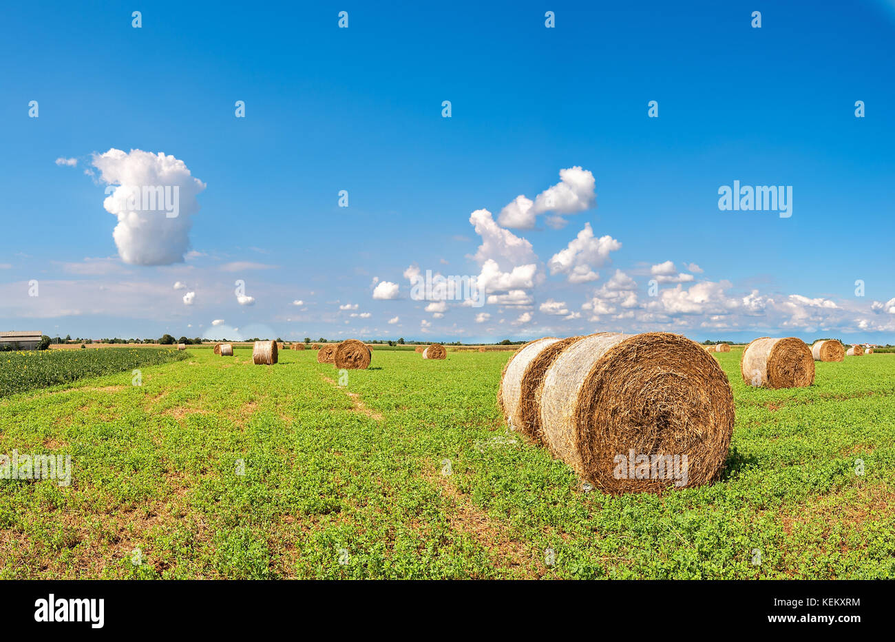 Round hay bales in harvested field and blue sky with clouds ...