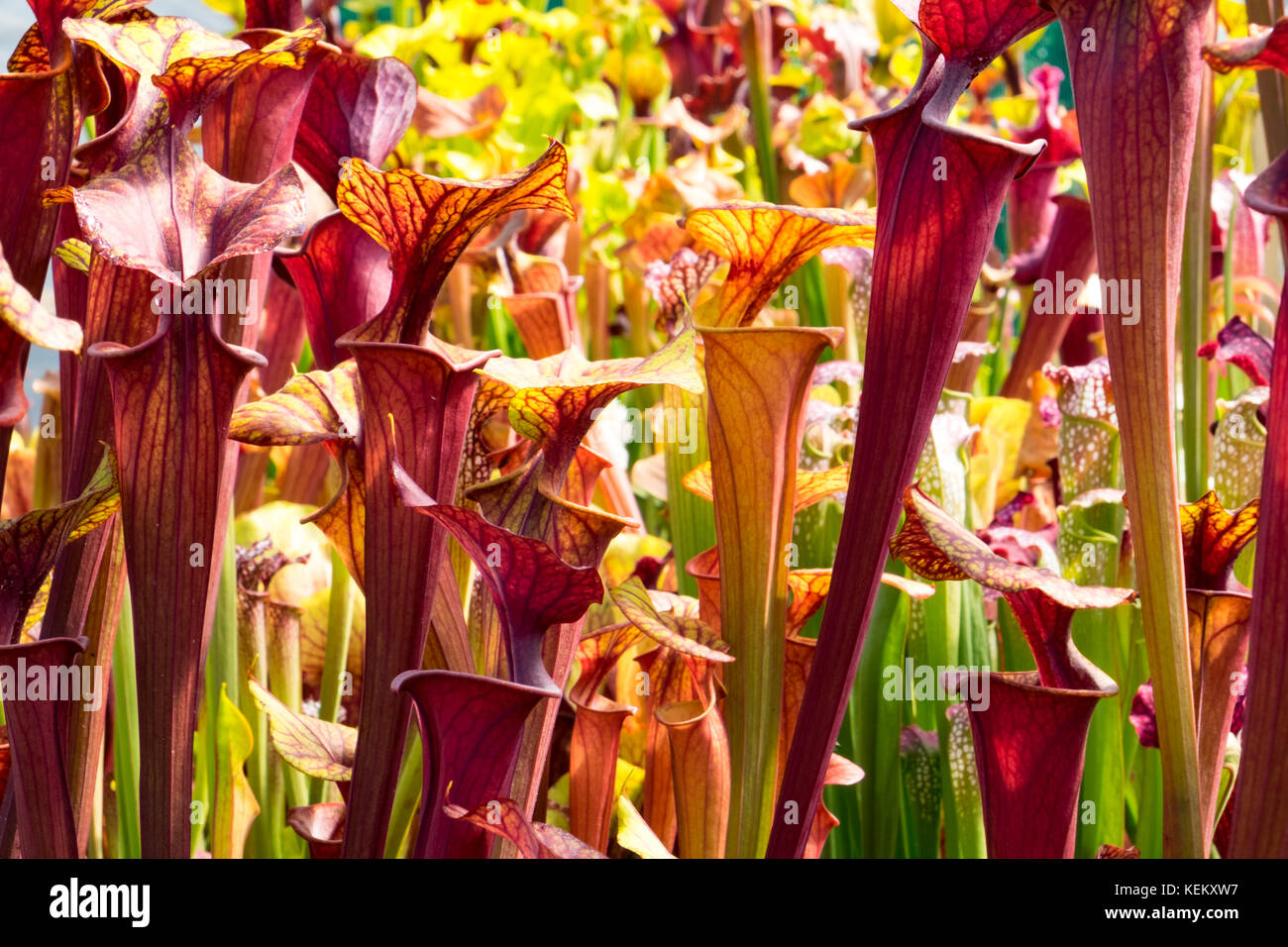 sarracenia, the pitcher plant, which devours insect by luring them into their tube shaped leaves. Stock Photo