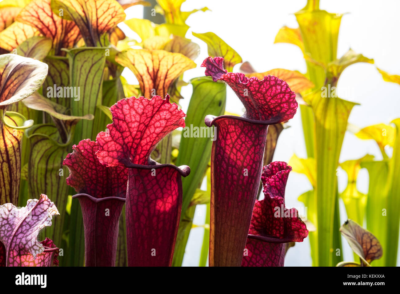 sarracenia, the pitcher plant, which devours insect by luring them into their tube shaped leaves. Stock Photo