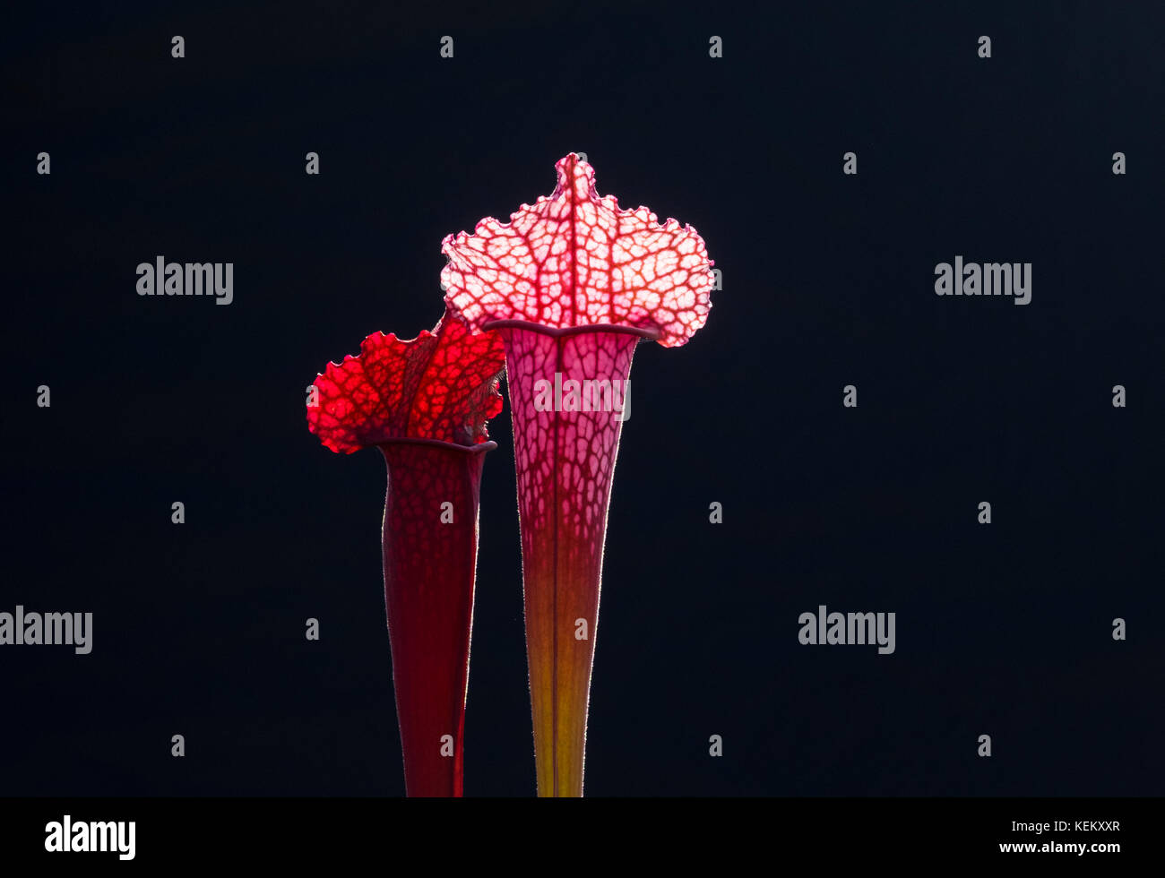 sarracenia, the pitcher plant, which devours insect by luring them into their tube shaped leaves. Stock Photo