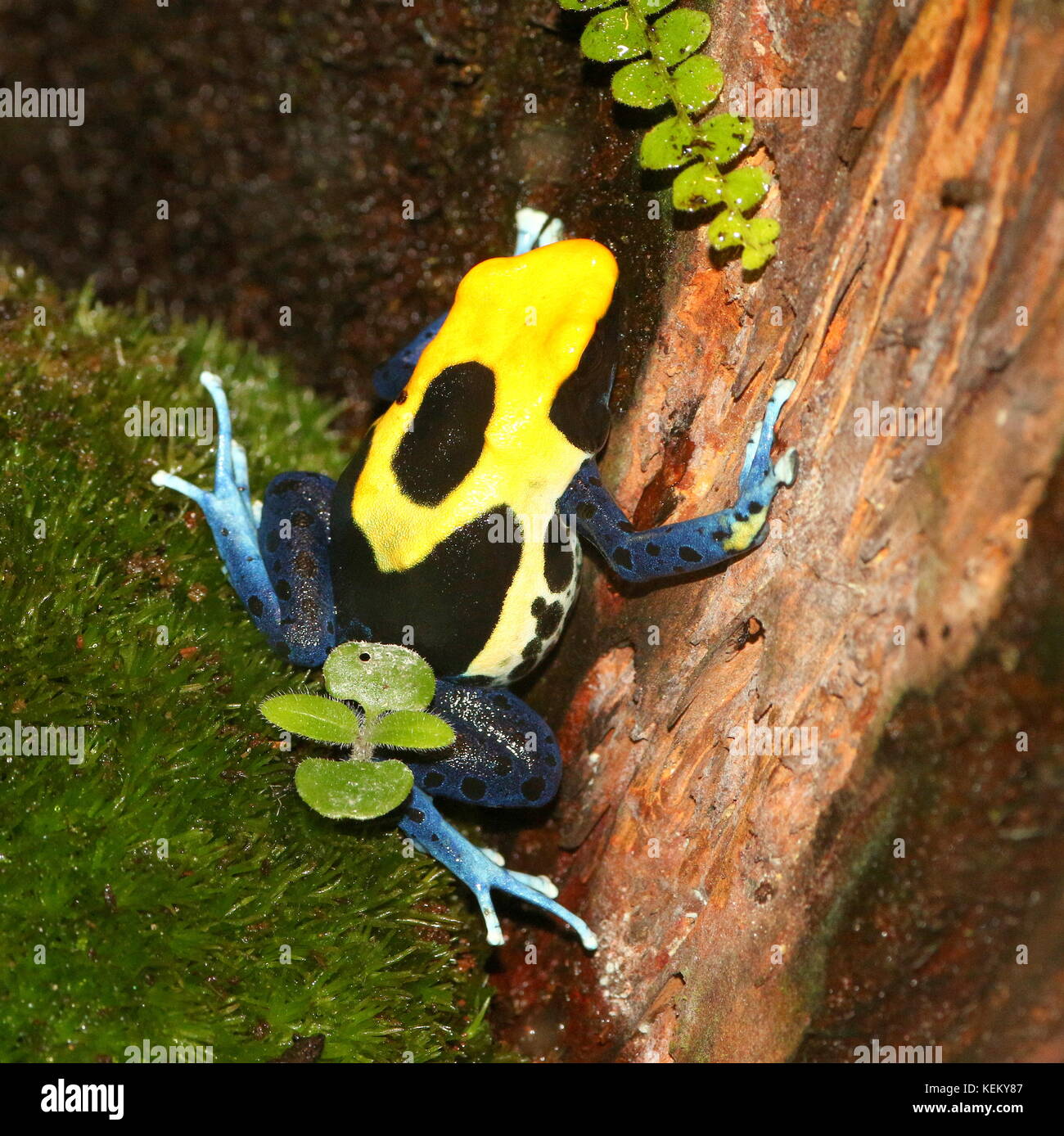South American Dyeing poison dart frog or Tinc poison frog (Dendrobates tinctorius, Rana tinctoria), native to Guyana, Suriname, Brazil, French Guiana Stock Photo