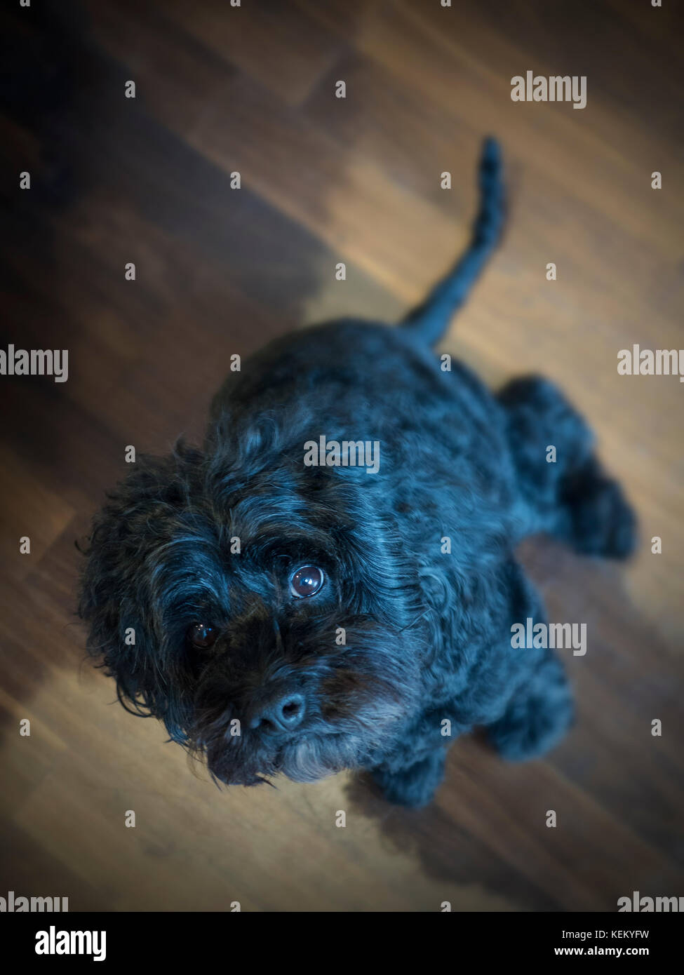 A black dog looks straight into the camera Stock Photo