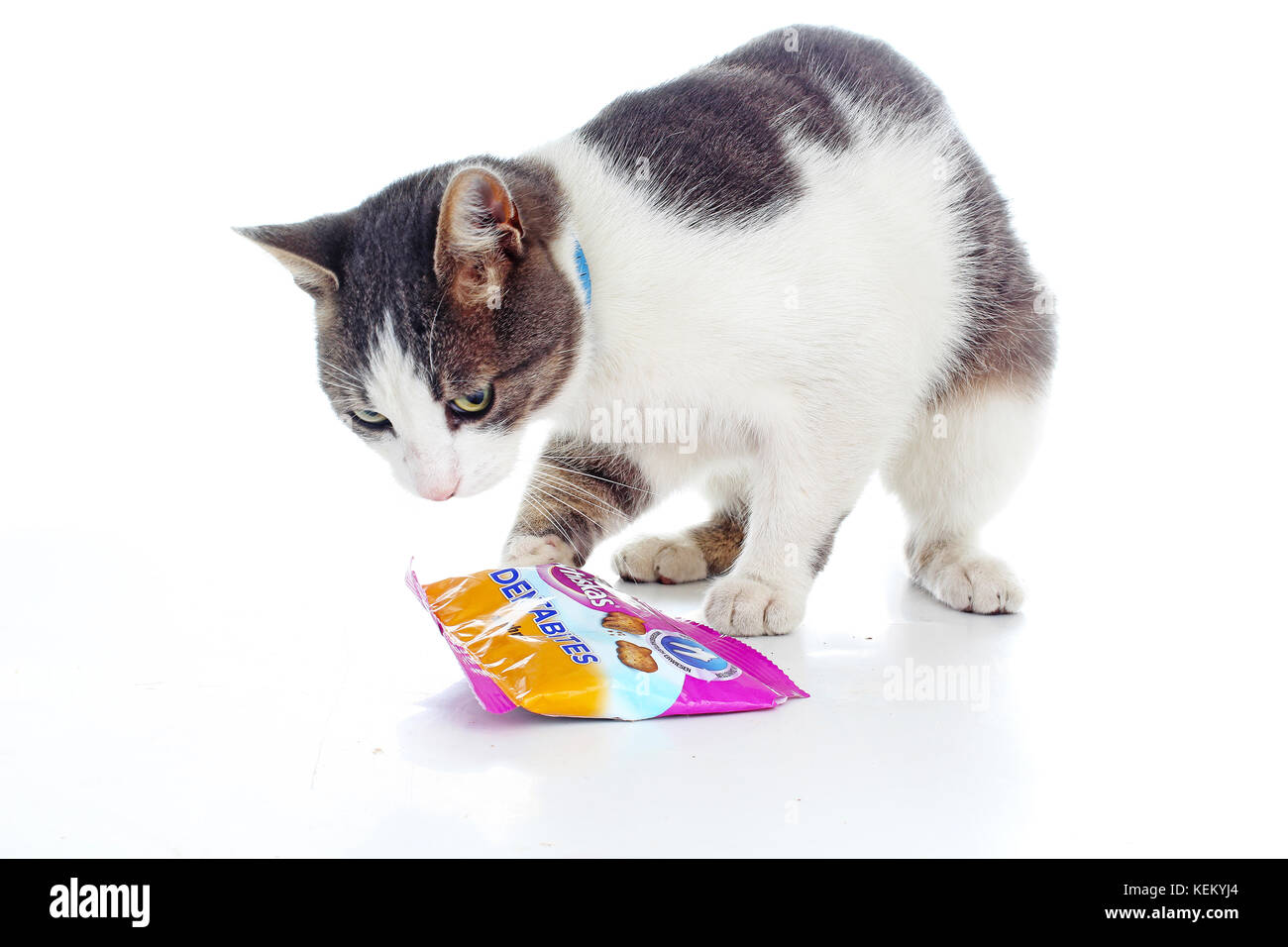 Hungry cat want food Stock Photo Alamy