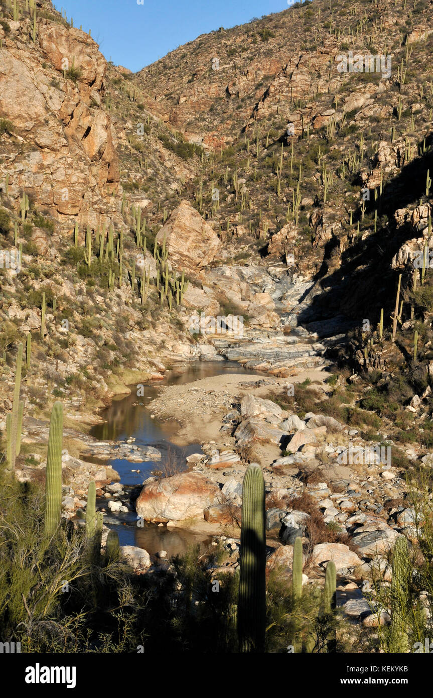 Saguaro cactus line the lower falls of Tanque Verde Falls at Tanque