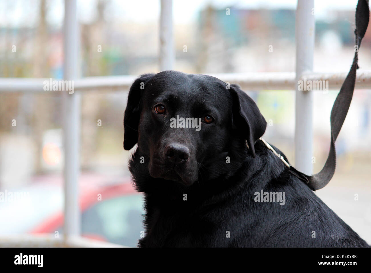 labrador retriever store