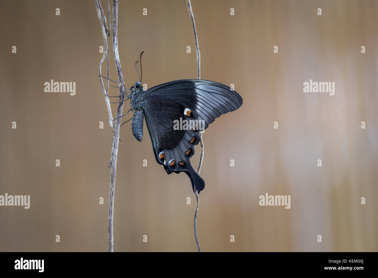 Exotic butterfly - Emerald Swallowtail (Papilio palinurus) Stock Photo