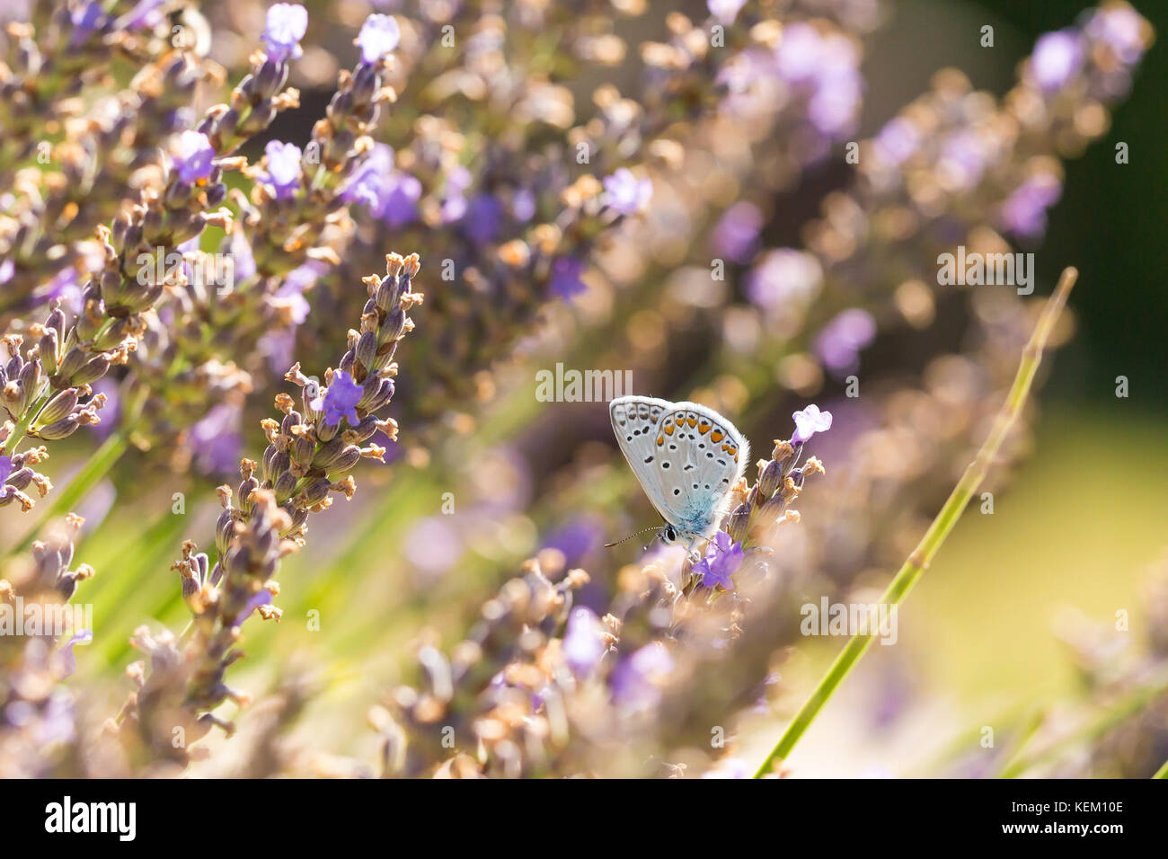 Male common blue butterfly (Polyommatus icarus) flying flower to flower while pollination and feeding nectar on purple lavender. Stock Photo