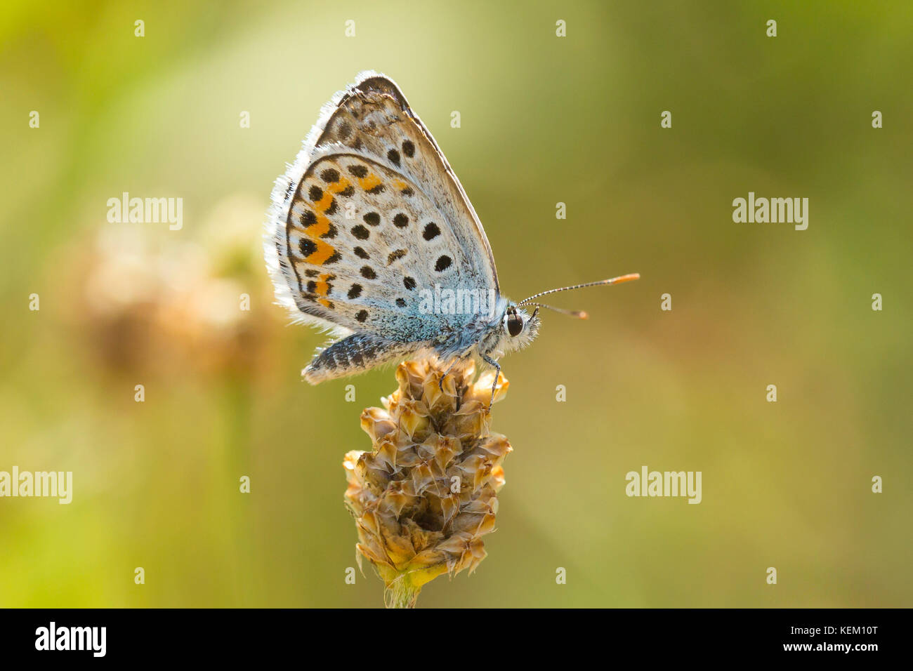 Close up of the brown argus butterfly, Aricia agestis, resting on vegetation Stock Photo