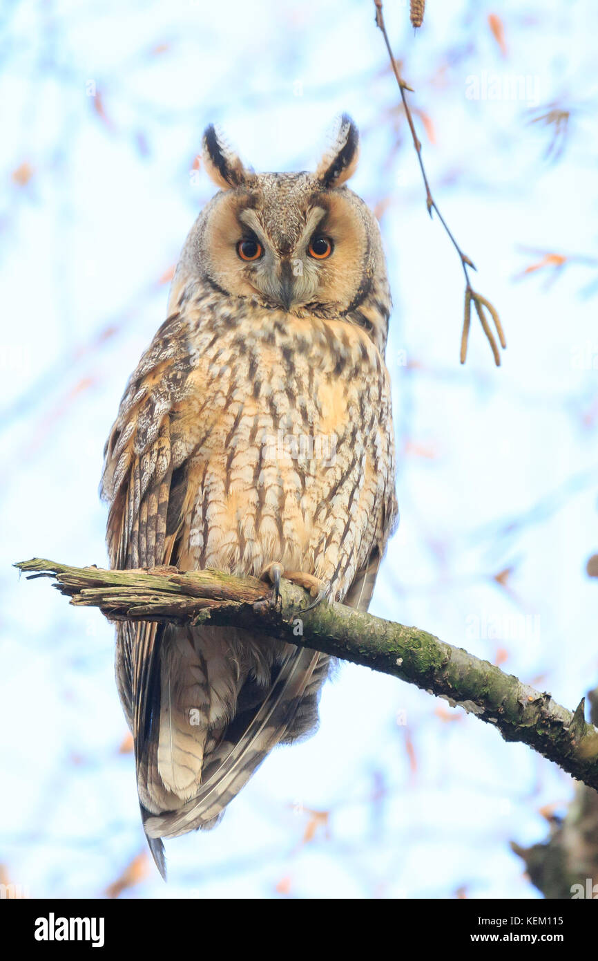 Long eared owl (Asio otus) bird of prey perched and resting in a tree wih snow in winter daytime colors facing camera. Stock Photo
