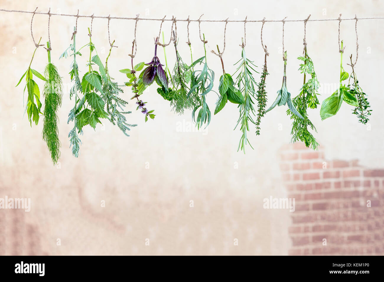 fresh flovouring herbs and eatable flowers hanging on a string, against a old wall Stock Photo