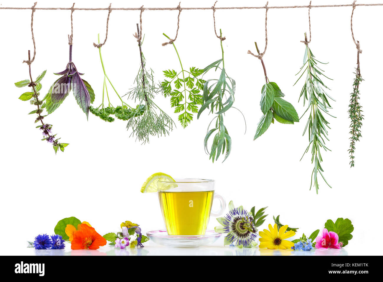 Various fresh herbs and herbal tea border on white background fresh medicinal plants hanging up Preparing medicinal plants for phytotherapyand Stock Photo
