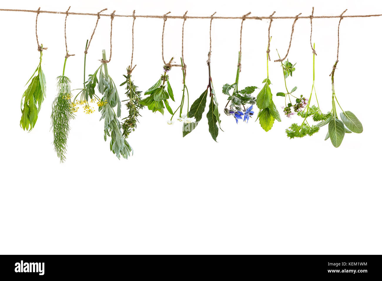 fresh flovouring and medicinal plants and herbs hanging on a string, on white backgroung Stock Photo