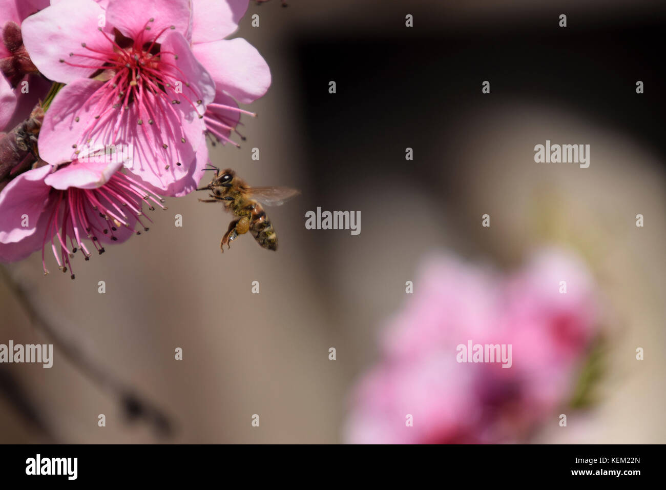 Pollination of flowers by bees peach. White pear flowers is a source of