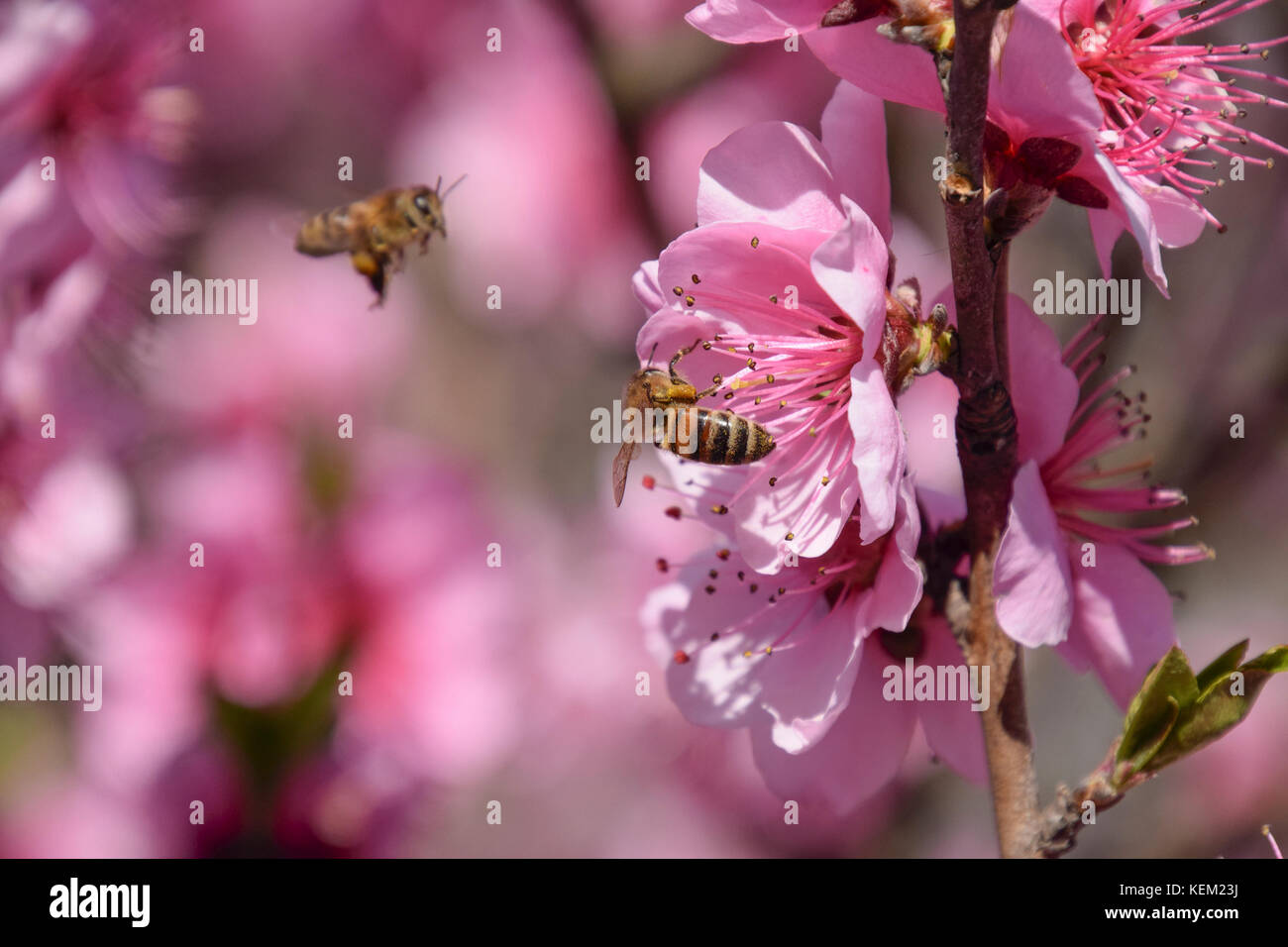 Pollination of flowers by bees peach. White pear flowers is a source of
