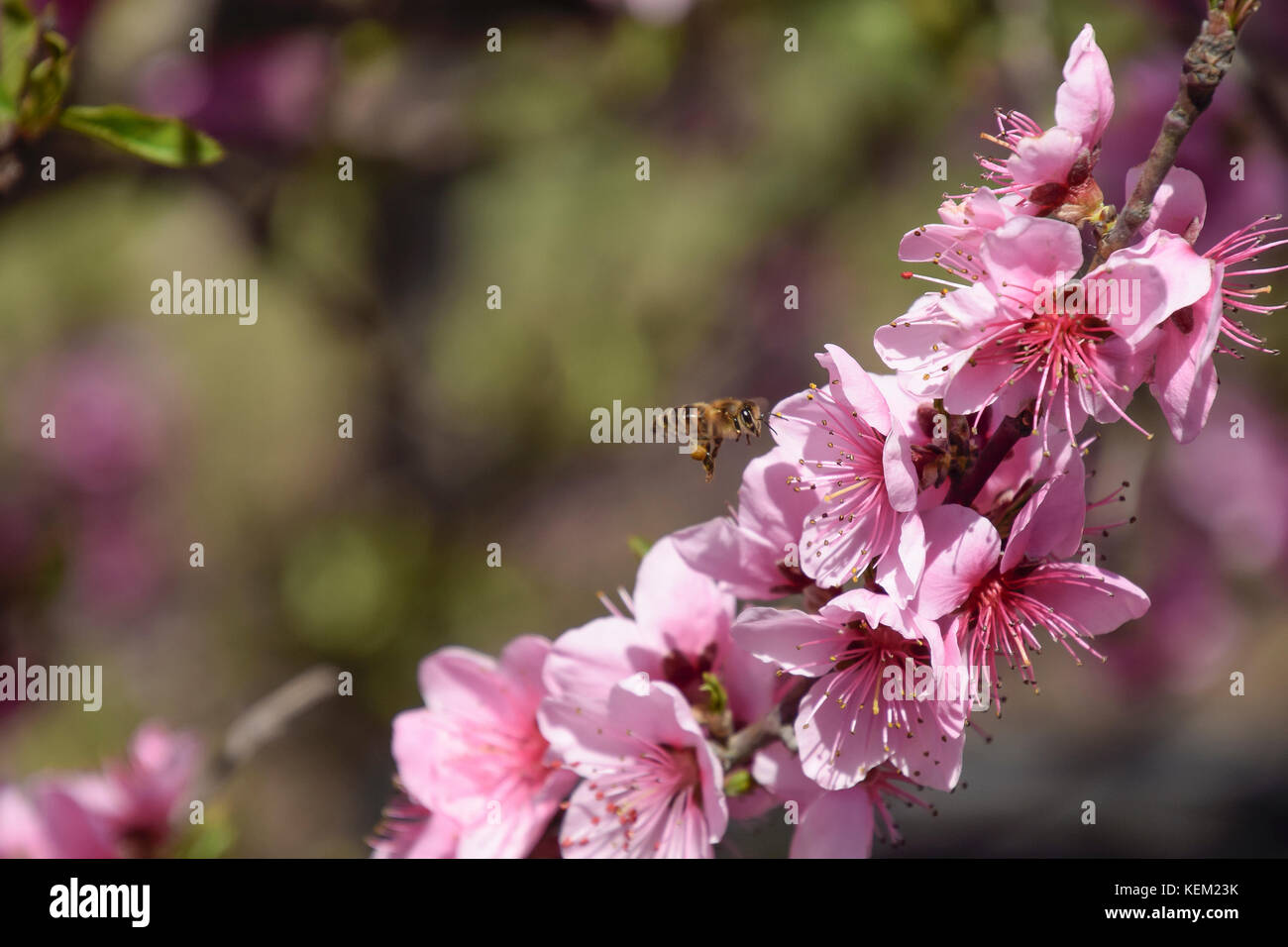 Pollination of flowers by bees peach. White pear flowers is a source of