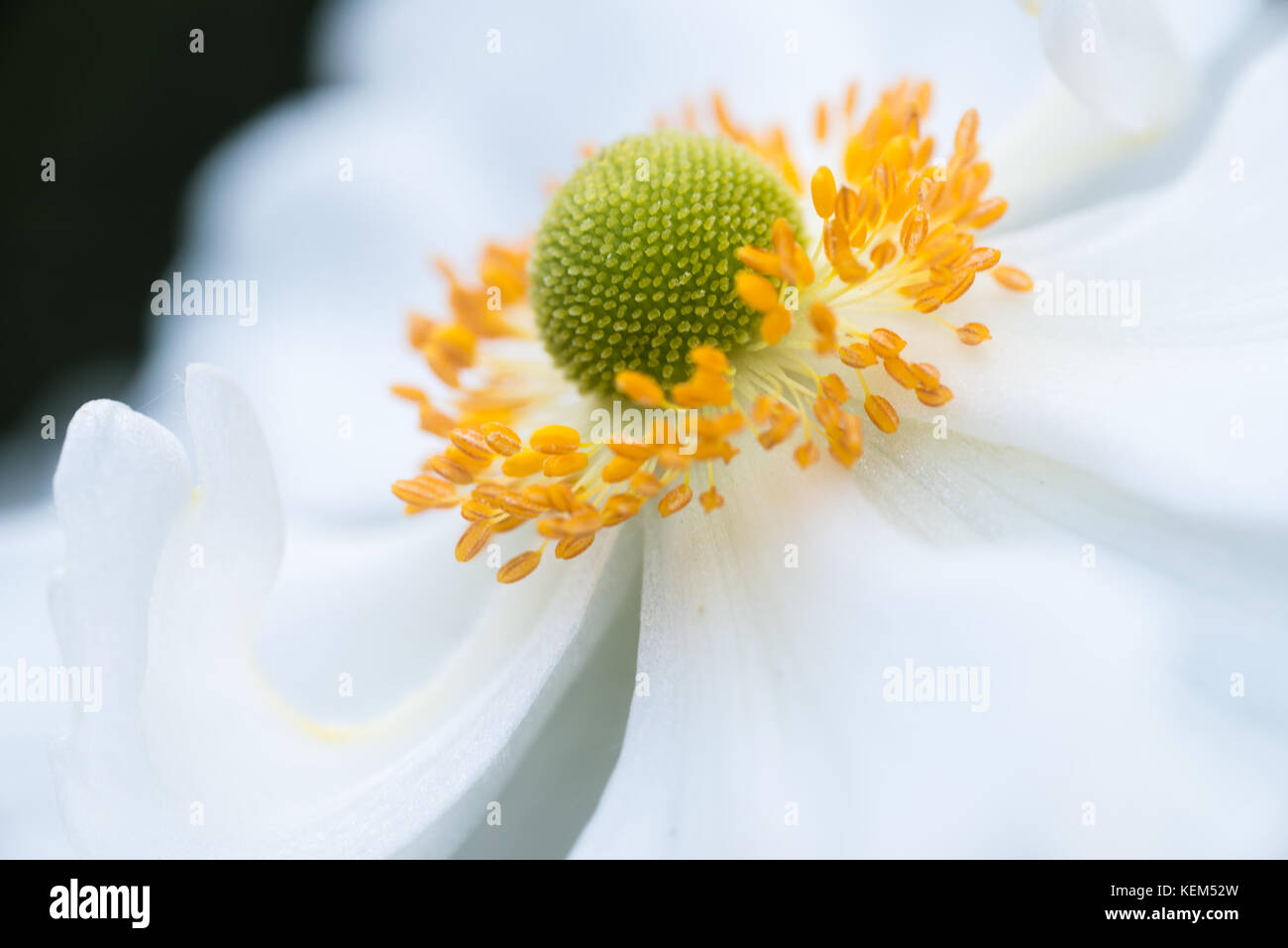 Japanese Windflower, Anemone x hybrida 'Honorine Jobert' Stock Photo
