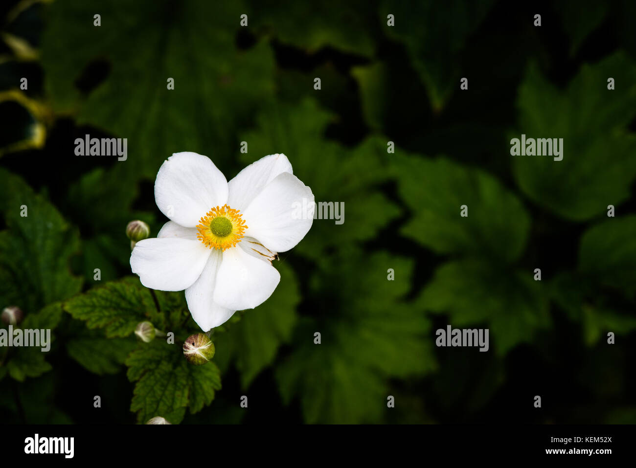 Japanese Windflower, Anemone x hybrida 'Honorine Jobert' Stock Photo