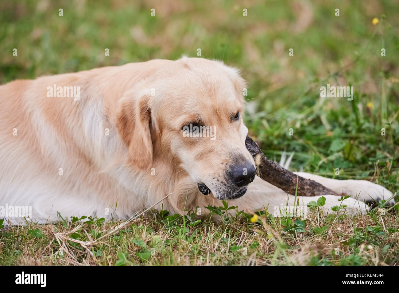 Young Purebred Golden Retriever gnaws a big wooden stick Stock Photo