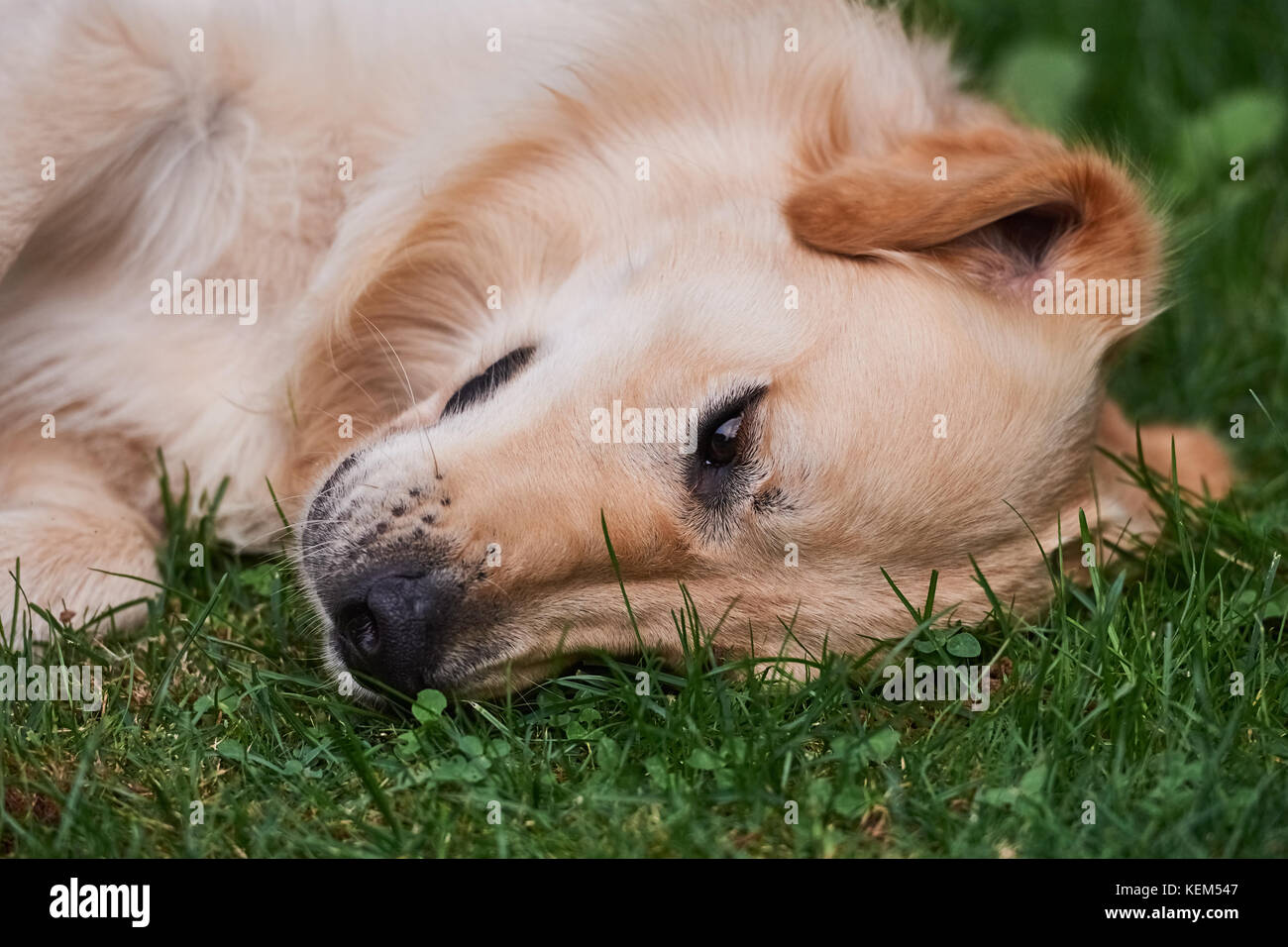 Young purebred Golden Retriever lays on the grass Stock Photo - Alamy