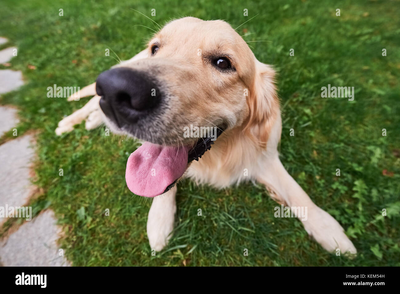 Young purebred Golden Retriever lays on the grass Stock Photo