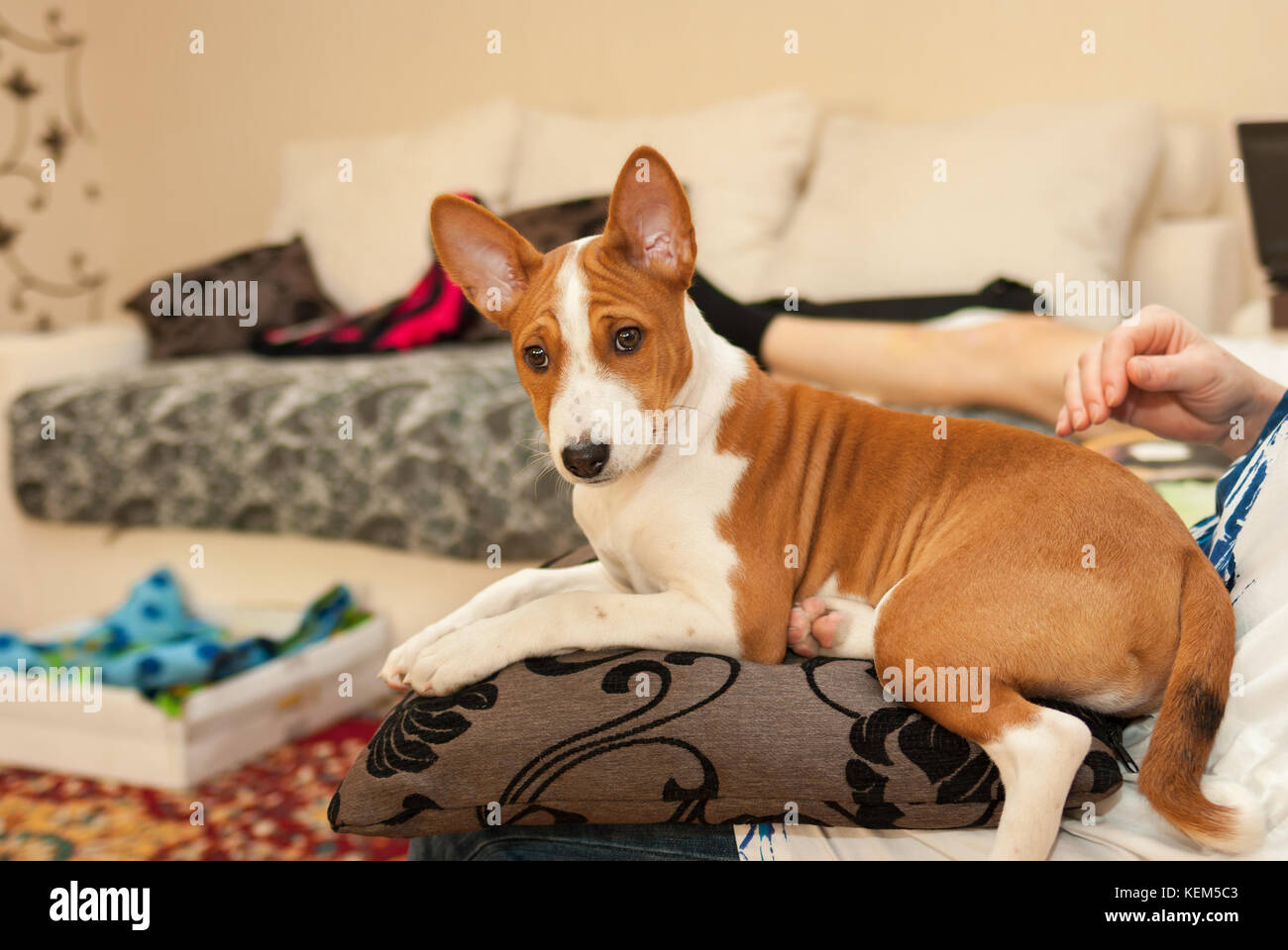Young Basenji (3.5 month old) having rest on a pillow Stock Photo - Alamy