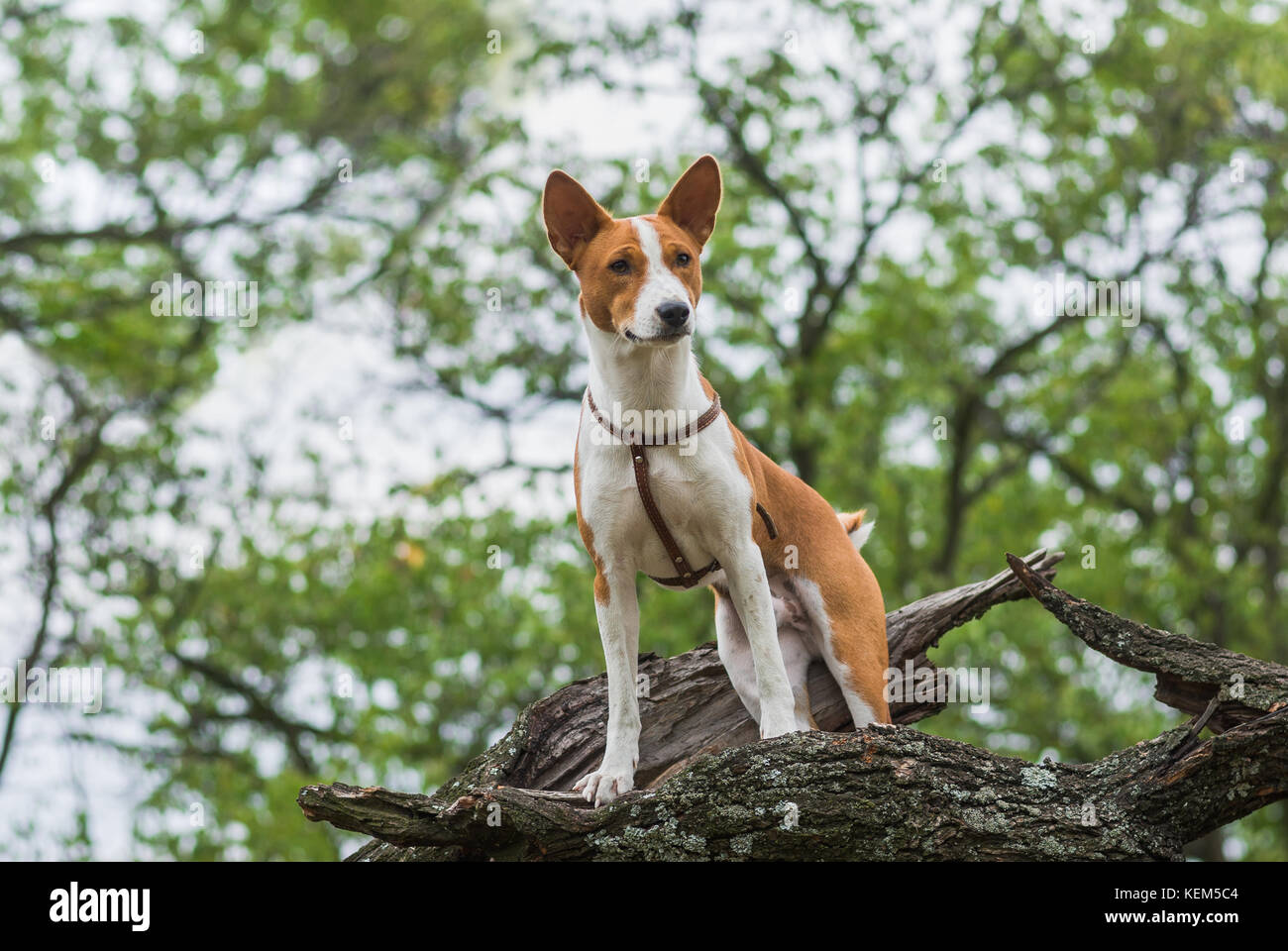 Brave Basenji dog standing on a tree branch and looking down Stock Photo