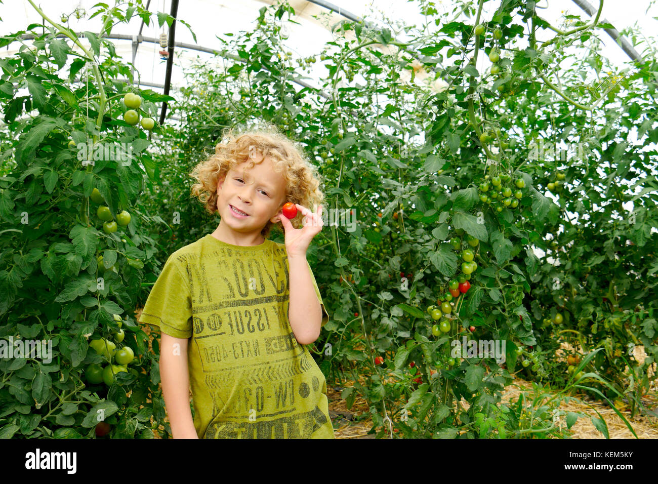 a little blond boy picking tomatoes in the garden Stock Photo - Alamy