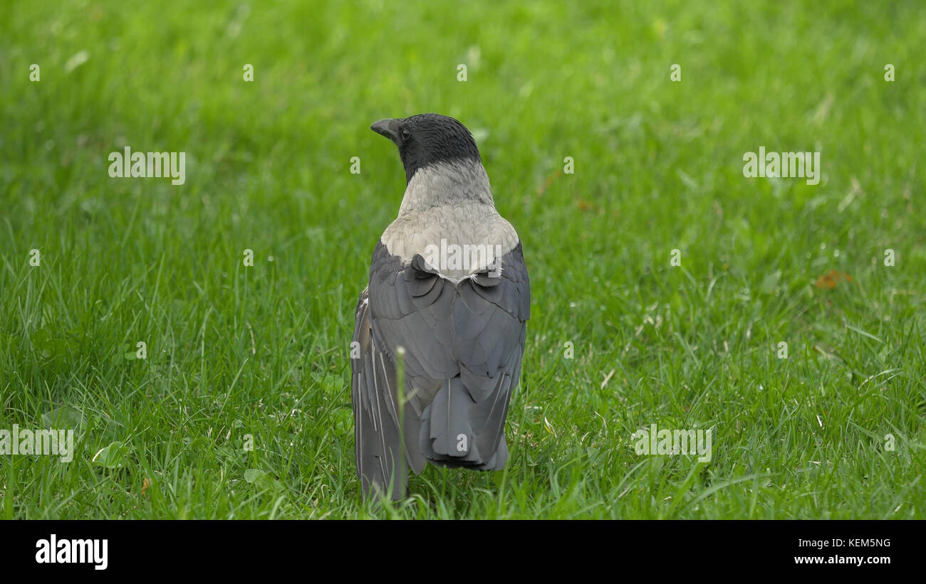 Video: Rooks Use Rocks to Reach Reward