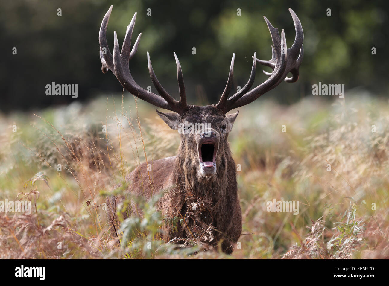 Standing on rutting ground hires stock photography and images Alamy