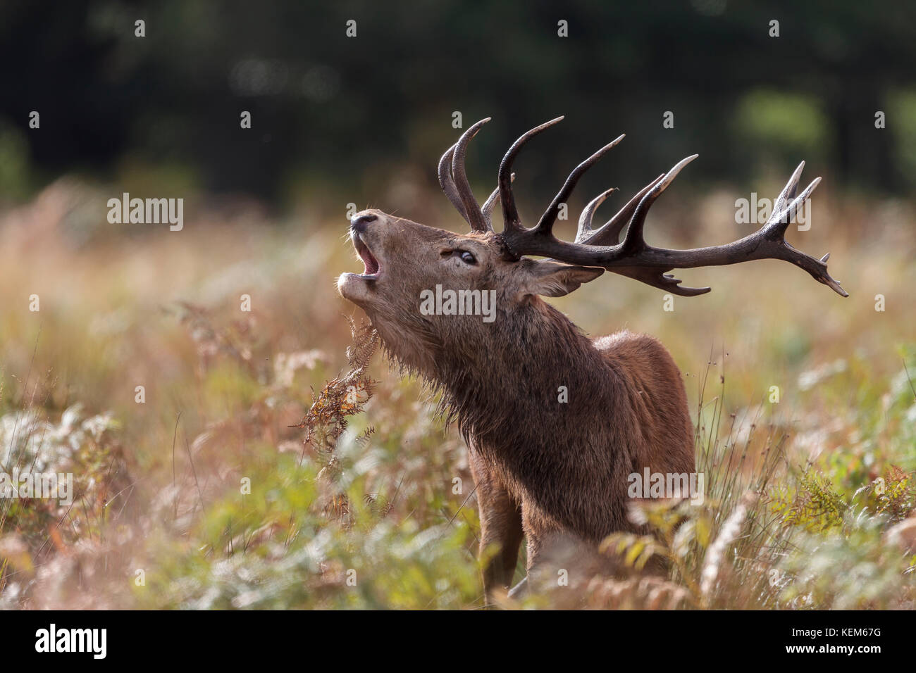 Tines neck manes hart battle fight fighting supremacy hires stock photography and images Alamy