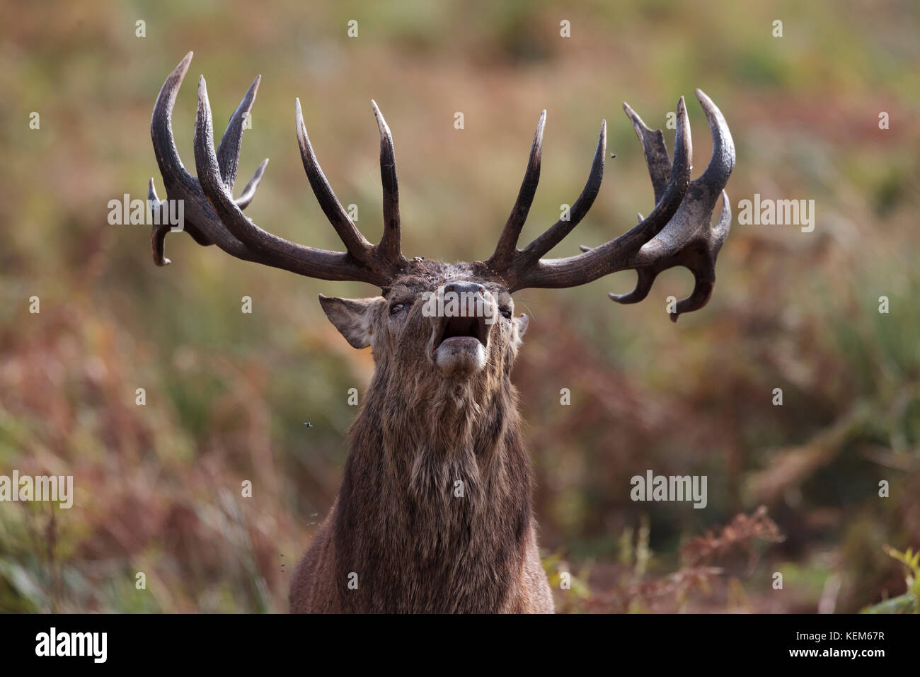 Bellowing Posture High Resolution Stock Photography and Images Alamy