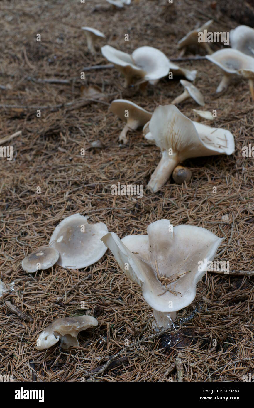 Clouded Funnel (Clitocybe nebularis) Stock Photo