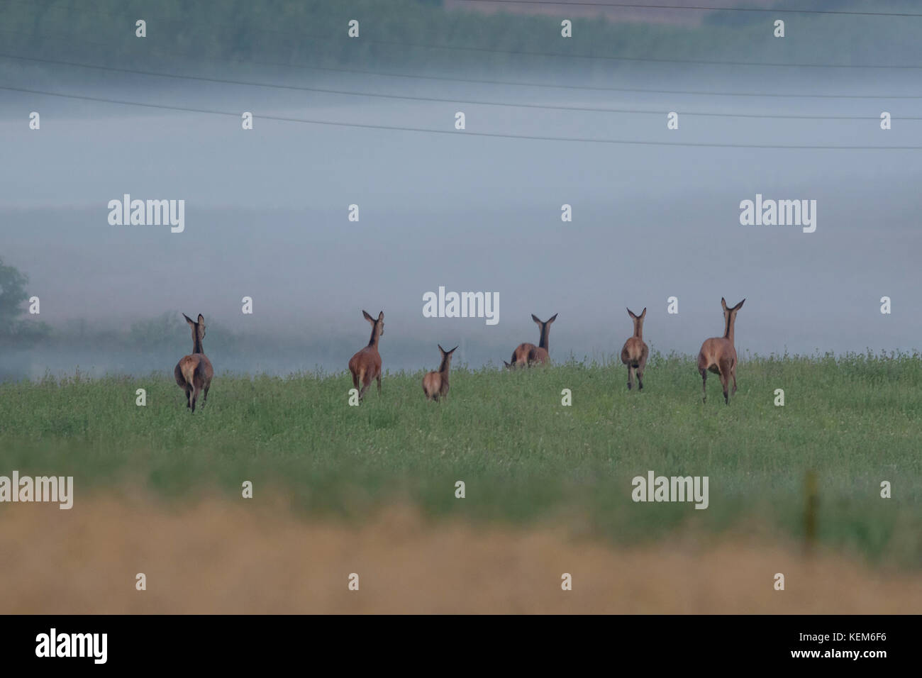 Flock of Red deers and young deers are leavng the fields and return to the forest where they spend the day Stock Photo