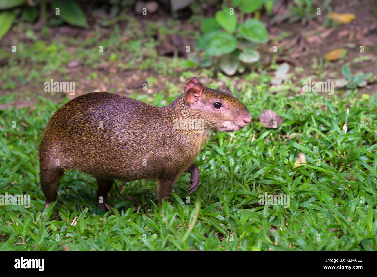 Red rumped Agouti, (Dasyprocta leporina), a common rodent to the Amazon Rain Forest, Tambopata Stock Photo