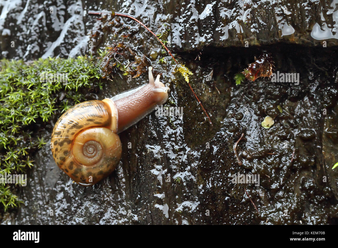 Lusitanian snail (Elona quimperiana) Stock Photo