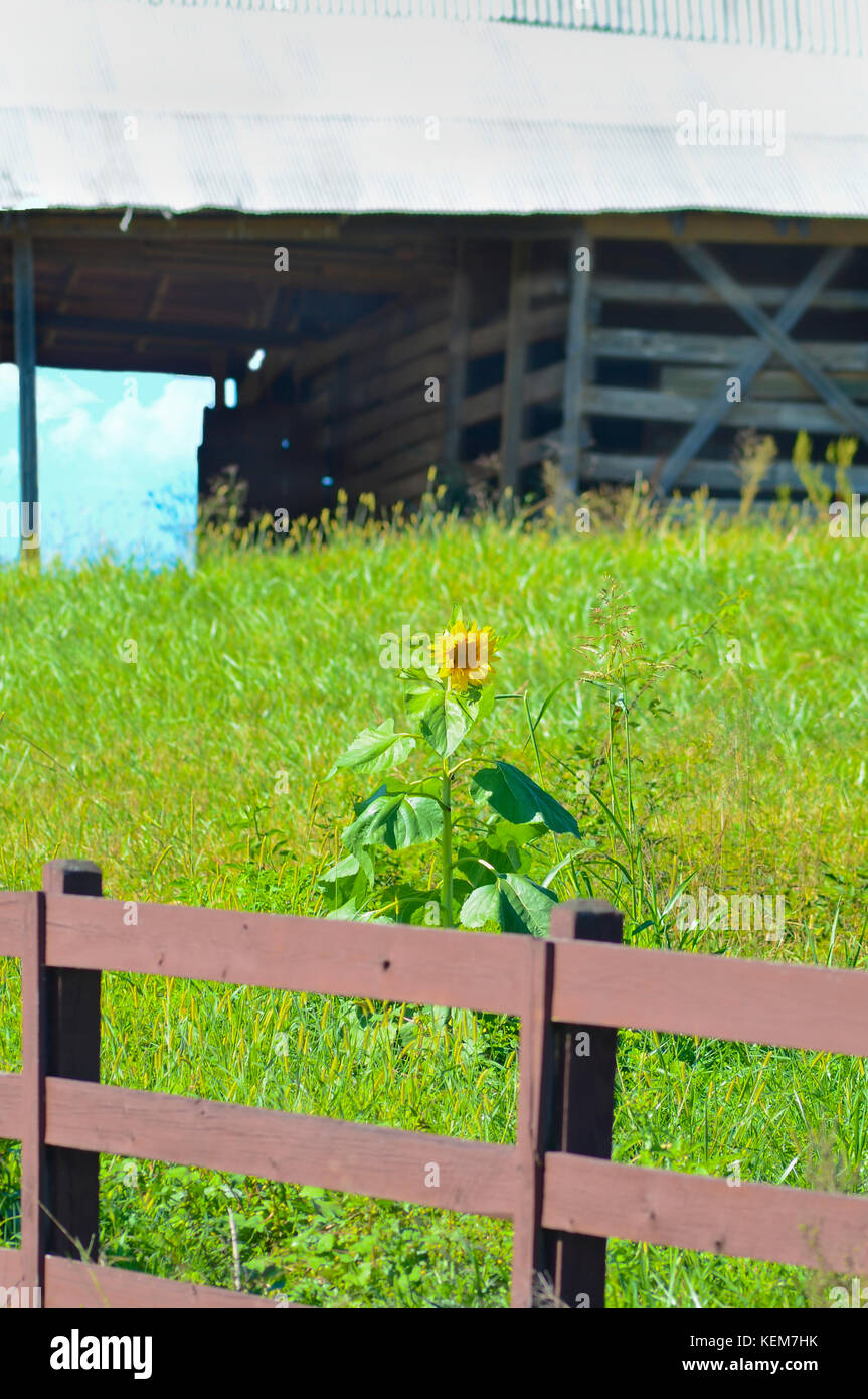 Sunflower and Barn in a Pasture Stock Photo